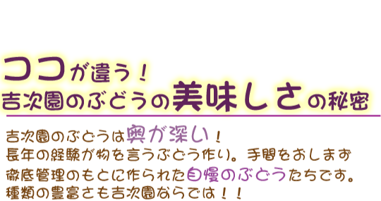 吉次園のぶどうは奥が深い！長年の経験が物を言うぶどう作り。手間をおしまず徹底管理のもとに作られた自慢のぶどうたちです。種類の豊富さも吉次園ならでは！！