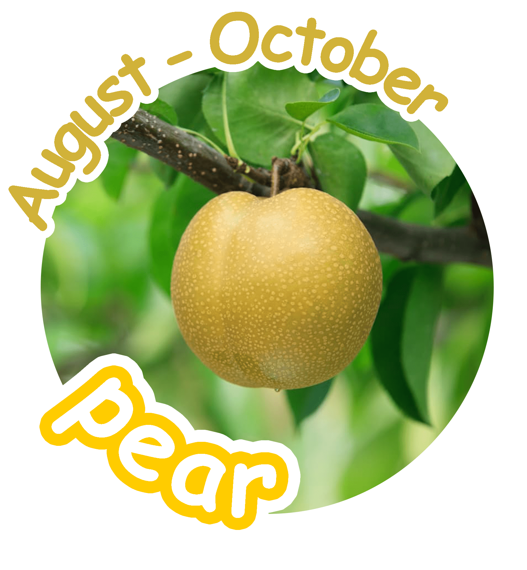 pear