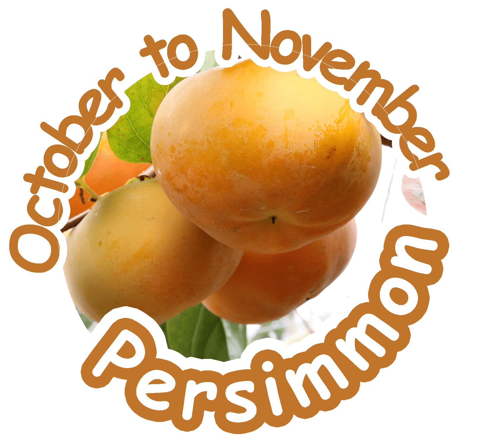 persimmon