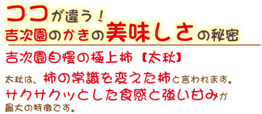 吉次園自慢の極上柿【太秋】太秋は、柿の常識を変えた柿と言われます。サクサクッとした食感と強い甘みが最大の特徴です。