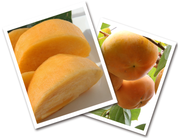 The secret of the deliciousness of persimmon in Kichijien